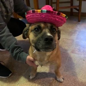 Meet your Posher, Laura